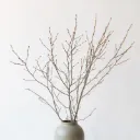 Branches De Bouleau (2 Branches)